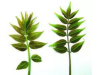 Toon vs  Ailanthus